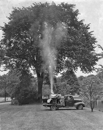 dutch Elm Misting