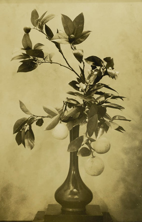 Floral Arrangement of Ponderosa Lemons