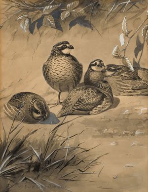 quails-seton